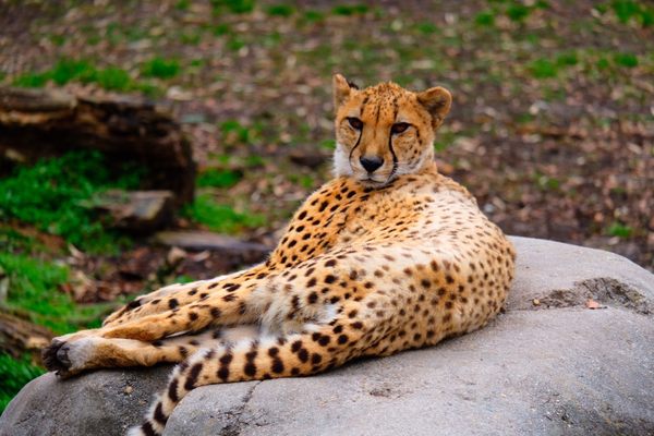 Virginia Zoo - 682 Photos & 175 Reviews - Zoos - 3500 Granby St