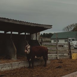 a cow in a barn a cow in a barn