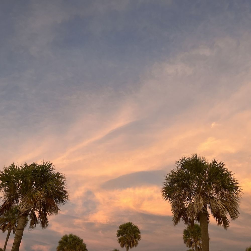 Fred Howard Park - Palms & sky - Parks Near Me - Tarpon Springs, Florida Fred Howard Park - Palms & sky - Parks Near Me - Tarpon Springs, Florida