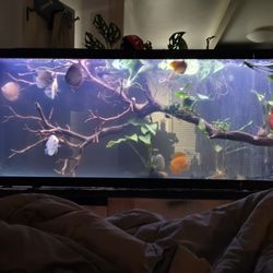 Nature Aquarium