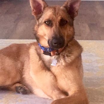 Coastal German Shepherd Rescue - Animal Shelters Near Me - Lake Forest, California Coastal German Shepherd Rescue - Animal Shelters Near Me - Lake Forest, California