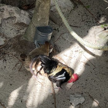 Coconuts Bar & Grill - Chicken outside - Bars Near Me - Cozumel, ROO