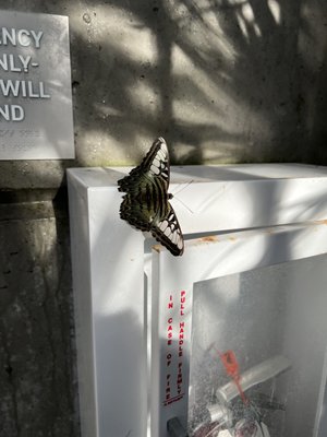 Butterfly Biosphere by null