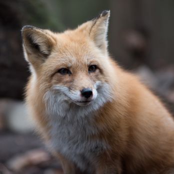 Celtic Wildlife Control - Fox removal - Wildlife Control Near Me - Springboro, Ohio Celtic Wildlife Control - Fox removal - Wildlife Control Near Me - Springboro, Ohio