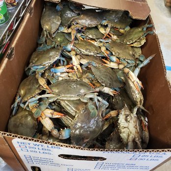 La Salsa Market - Live Blue Crabs - Fruits & Veggies Near Me - Jacksonville, Florida La Salsa Market - Live Blue Crabs - Fruits & Veggies Near Me - Jacksonville, Florida
