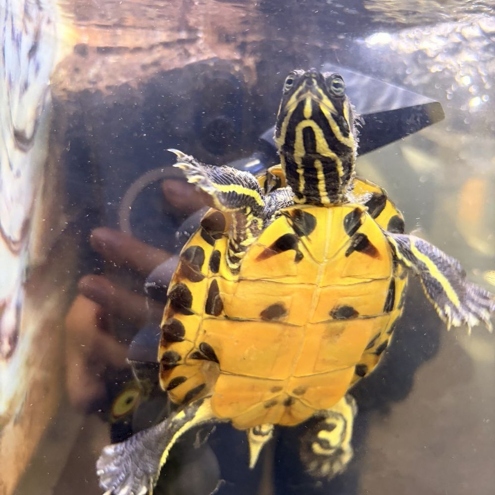 Petco - Yellow belly turtle - Pet Stores Near Me - Redlands, California