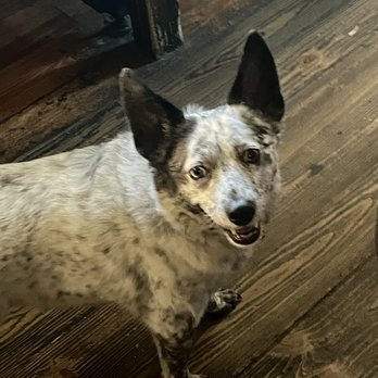 Valencia Tavern - a dog standing on a wooden floor - Dive Bars Near Me - Huntington, New York Valencia Tavern - a dog standing on a wooden floor - Dive Bars Near Me - Huntington, New York