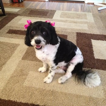 Pets In The 'Burbs Hawaii - Cali is ready for her walk! - Dog Walkers Near Me - Aiea, Hawaii Pets In The 'Burbs Hawaii - Cali is ready for her walk! - Dog Walkers Near Me - Aiea, Hawaii