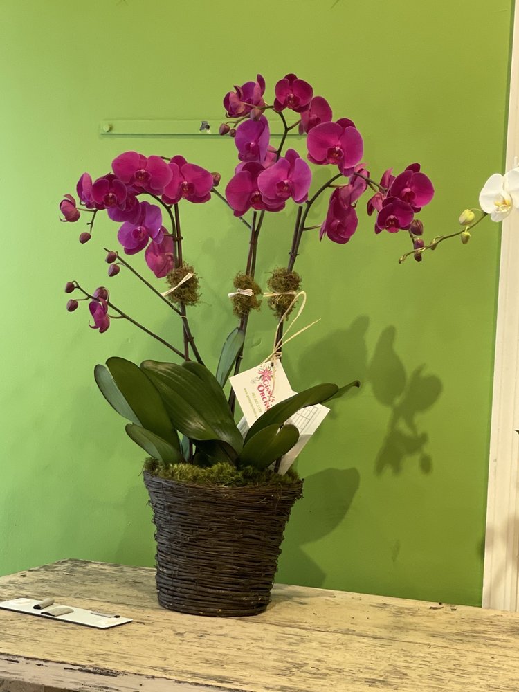 GINNY’S ORCHIDS Updated August 2024 11 Reviews 163 E Morse Blvd
