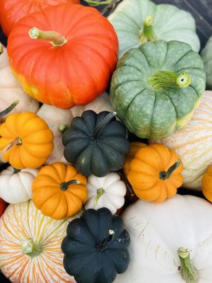 The Pumpkin Patch on Sauvie Island, Portland's original by null