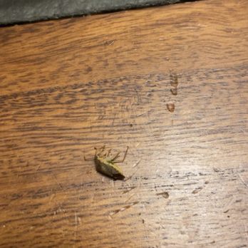 Chipotle Mexican Grill - Bug found in my food - Mexican Near Me - New Brunswick, New Jersey Chipotle Mexican Grill - Bug found in my food - Mexican Near Me - New Brunswick, New Jersey