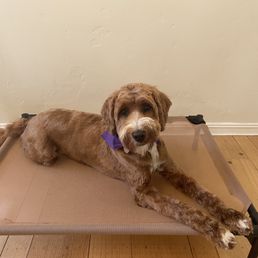 My pup after grooming. So happy with the results.