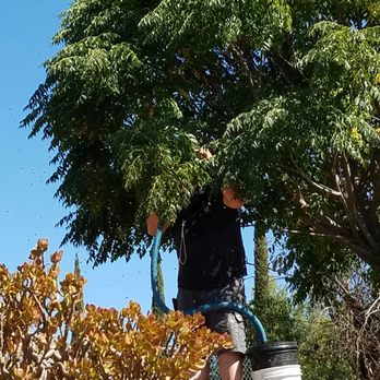 Aliza's Bee Removal - Another angle - Pest Control Near Me - Poway, California Aliza's Bee Removal - Another angle - Pest Control Near Me - Poway, California