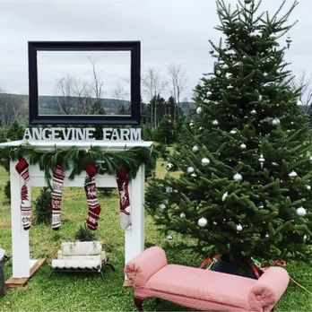 Angevine Farm - Photo opp! - Christmas Trees Near Me - Warren, Connecticut