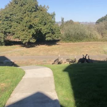 Oak Creek Apartments - Apartments Near Me - Petaluma, California Oak Creek Apartments - Apartments Near Me - Petaluma, California