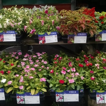 Tomato House - Nice flowers at awesome prices! - Grocery Near Me - Murrayville, Georgia Tomato House - Nice flowers at awesome prices! - Grocery Near Me - Murrayville, Georgia