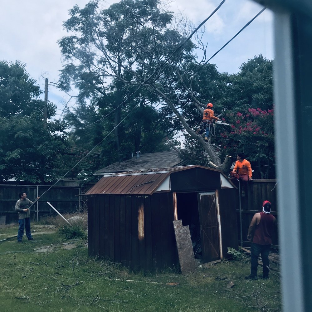 Rudy's Tree Service - a group of men working on a tree - Tree Services Near Me - Dallas, Texas Rudy's Tree Service - a group of men working on a tree - Tree Services Near Me - Dallas, Texas