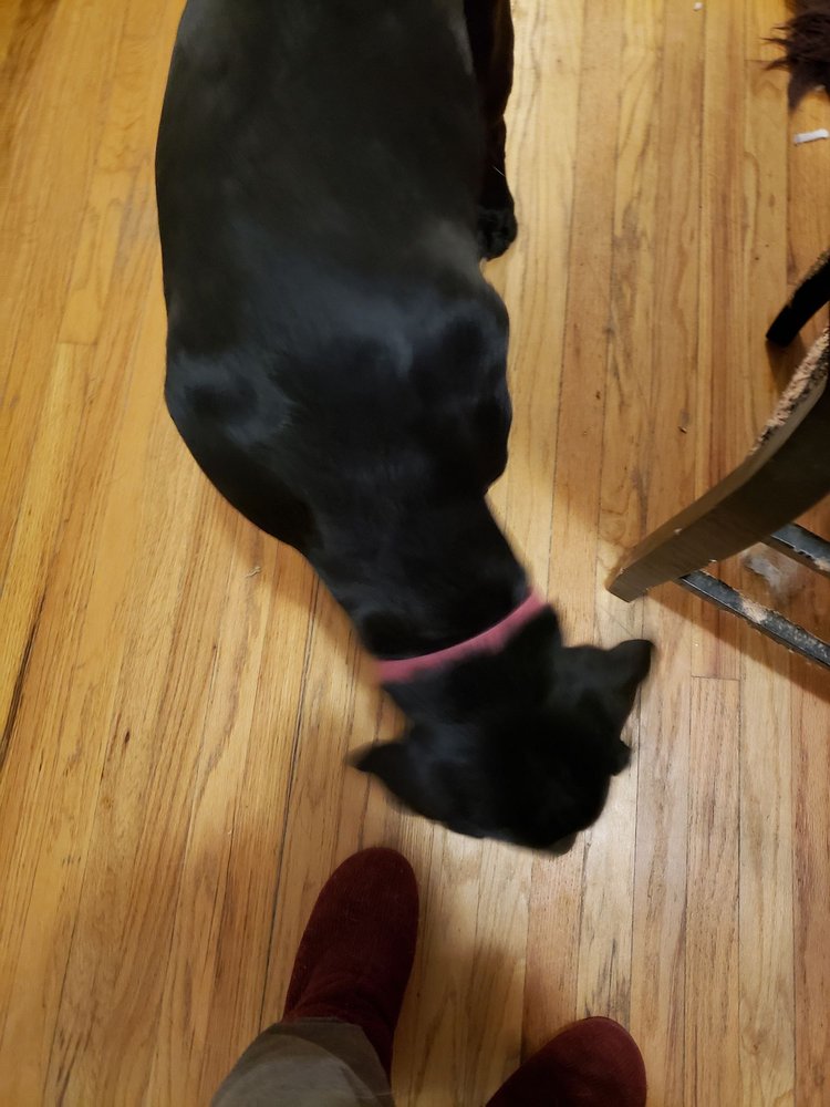 TULLY’S KENNELS Updated August 2024 79 Photos & 62 Reviews 7777 D St, Omaha, Nebraska