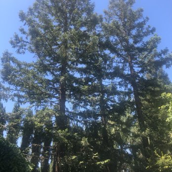 Garibay's Tree Service - Tree Services Near Me Garibay's Tree Service - Tree Services Near Me