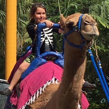 Zoo Miami - Camel ride! So excited to go on her own - Zoos Near Me - Miami, Florida Zoo Miami - Camel ride! So excited to go on her own - Zoos Near Me - Miami, Florida