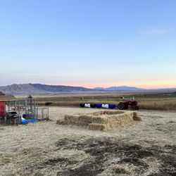 Sweet Berry Farms