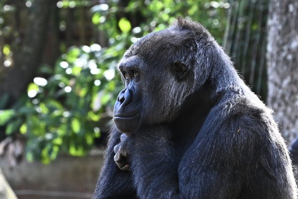 Zoo Atlanta by null