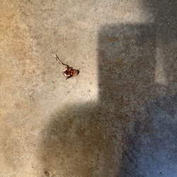 Port A Escapes - Water bug or what I refer to as giant roach