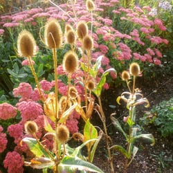 The Abbey Sutton Courtenay - In the walled garden