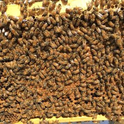 JCs Honey Bees