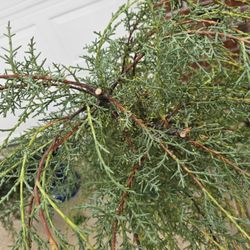 Means Nursery, Inc. - Tree 2: the trunk splits into two strong vertical leadewrs, each cut by Means