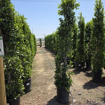 Garden View Nursery - Nurseries & Gardening Near Me - Irwindale, California Garden View Nursery - Nurseries & Gardening Near Me - Irwindale, California