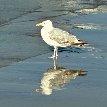 Ogunquit Beach - Seagull - Beaches Near Me - Ogunquit, Maine