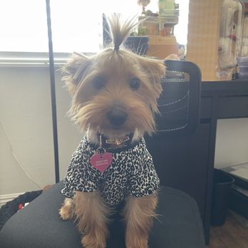 Doggie Do - my princess roxy - Pet Groomers Near Me - Las Vegas, Nevada Doggie Do - my princess roxy - Pet Groomers Near Me - Las Vegas, Nevada