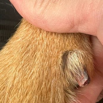Canoga Pet Resort - This is her thumb as well - Pet Groomers Near Me - Canoga Park, California