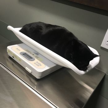 BluePearl Pet Hospital - My otherwise feisty cat was surprisingly calm at this place ! - Veterinarians Near Me - Paramus, New Jersey