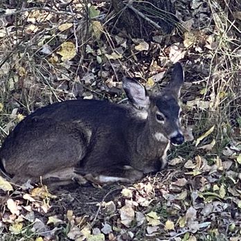 Turtle Bay Exploration Park - From an elevated walkway, we spotted this dawn and three other deer including a buck. - Museums Near Me - Redding, California