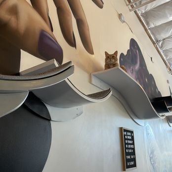 Cat & Craft - Coffee & Tea Near Me - Vista, California Cat & Craft - Coffee & Tea Near Me - Vista, California