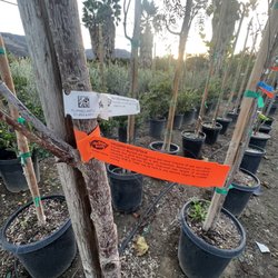 The Standard Design Group Nurseries