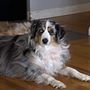 Paw Prints Dog Grooming