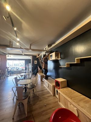 Denver Cat Company by null