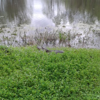 Brazos Bend State Park - Parks Near Me - Needville, Texas Brazos Bend State Park - Parks Near Me - Needville, Texas
