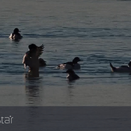 Cloud Break Optics - Birds on the freezing NiagaraRiver viewing with the seeStar - Hobby Shops Near Me - Seattle, Washington