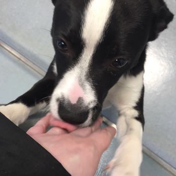 SPCA Serving Erie County - Animal Shelters Near Me - Buffalo, New York SPCA Serving Erie County - Animal Shelters Near Me - Buffalo, New York