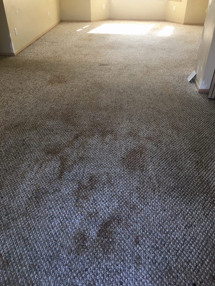PRIME CARPET CLEANING Updated September 2024 10 Photos & 13 Reviews