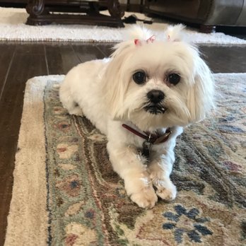 All Angels Pet Salon - Pet Groomers Near Me - Rio Rancho, New Mexico All Angels Pet Salon - Pet Groomers Near Me - Rio Rancho, New Mexico