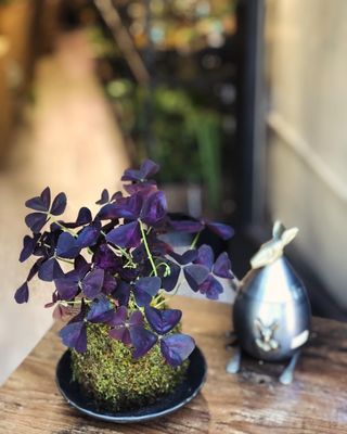 botanicalさま Anthurium Michelle Hot Pink '23' x Zara '14' by DocBlock® (wk2-R