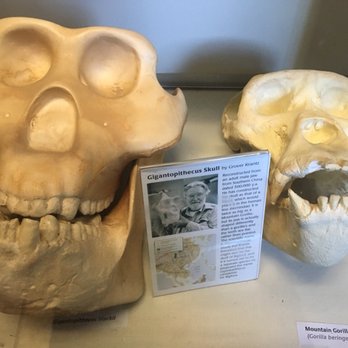 Bigfoot Discovery Museum - "Evidence" - Museums Near Me - Felton, California