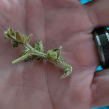 New Generation - Cannabis Clinics Near Me - Santa Ana, California New Generation - Cannabis Clinics Near Me - Santa Ana, California