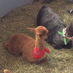 Addison County Fair & Field Days - Omg the alpacas in the Children's Barn were SO CUTE