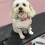Photo of Little Oasis Pet Grooming